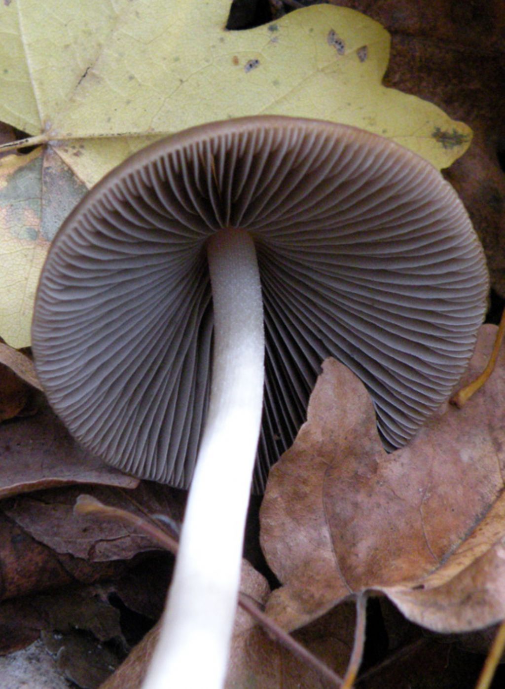 Psathyrella conopilus dubbia